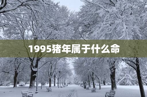 1995猪年属于什么命