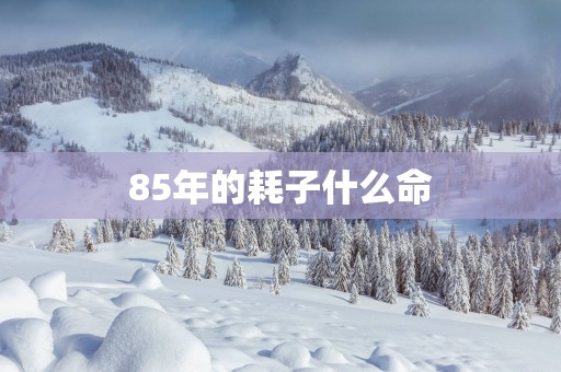 85年的耗子什么命