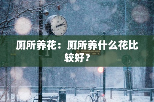 厕所养花：厕所养什么花比较好？