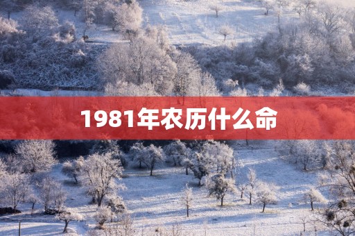 1981年农历什么命