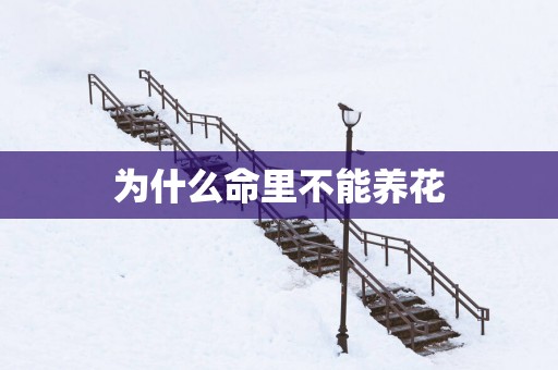 为什么命里不能养花