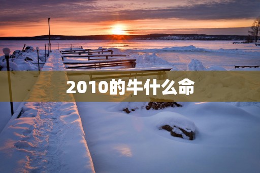 2010的牛什么命