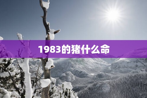 1983的猪什么命