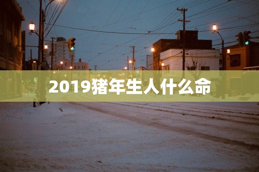 2019猪年生人什么命