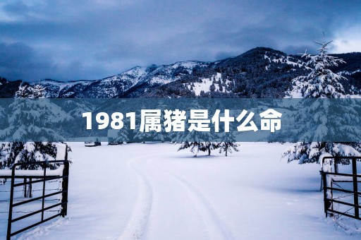 1981属猪是什么命