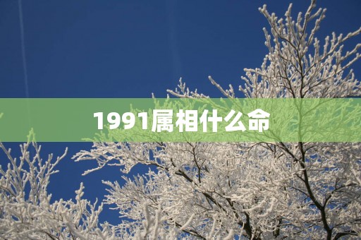 1991属相什么命