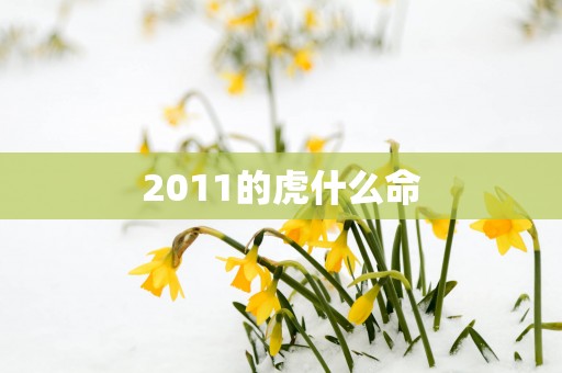 2011的虎什么命