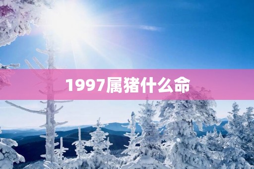 1997属猪什么命