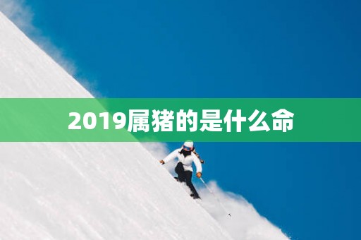 2019属猪的是什么命