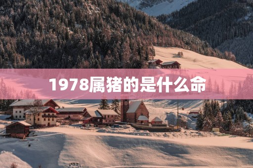 1978属猪的是什么命