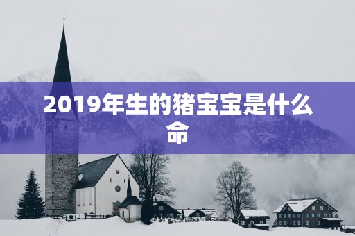 2019年生的猪宝宝是什么命