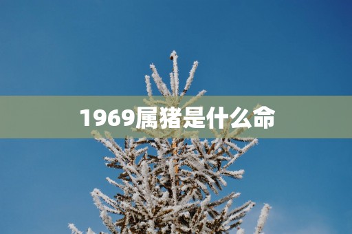 1969属猪是什么命