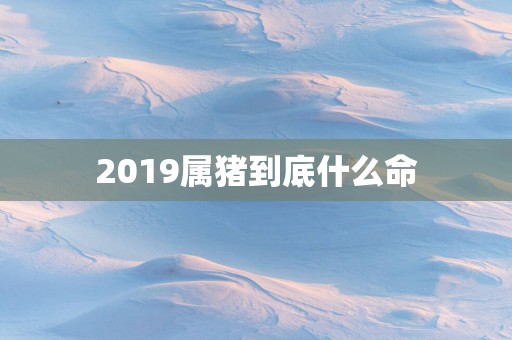 2019属猪到底什么命 2019属猪到底什么命