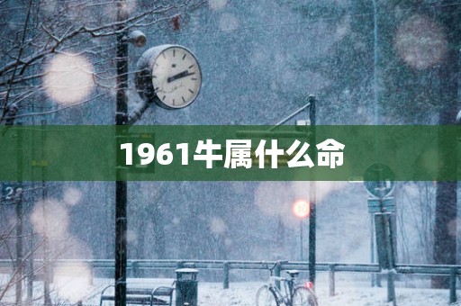 1961牛属什么命