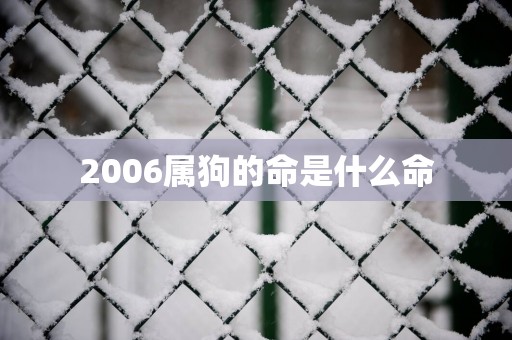 2006属狗的命是什么命