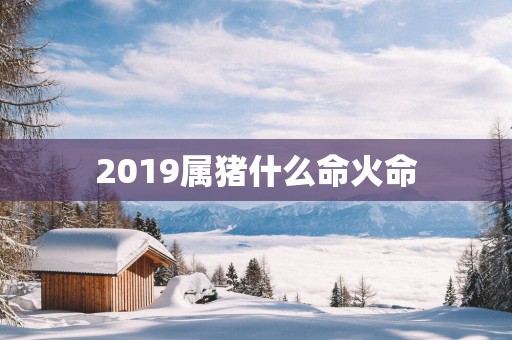 2019属猪什么命火命