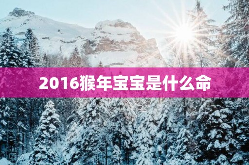 2016猴年宝宝是什么命