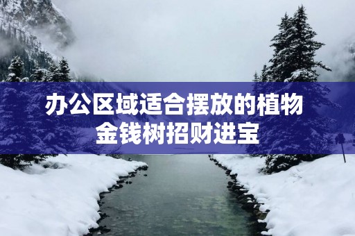 办公区域适合摆放的植物 金钱树招财进宝