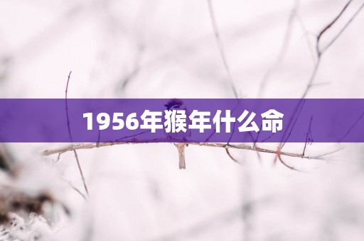 1956年猴年什么命