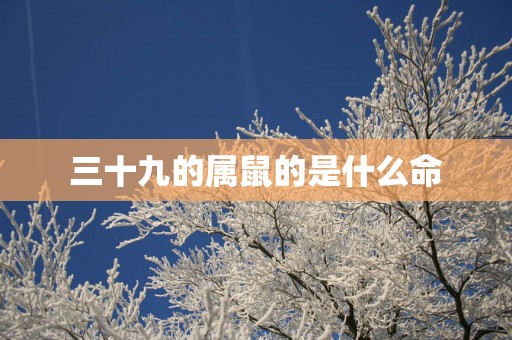 三十九的属鼠的是什么命