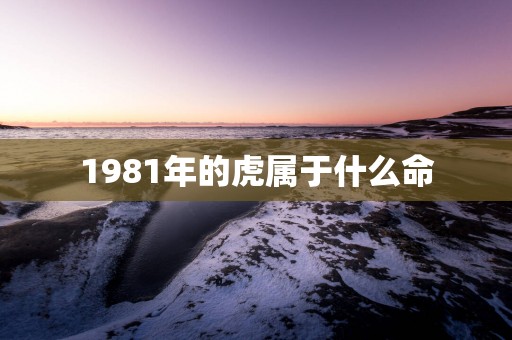 1981年的虎属于什么命