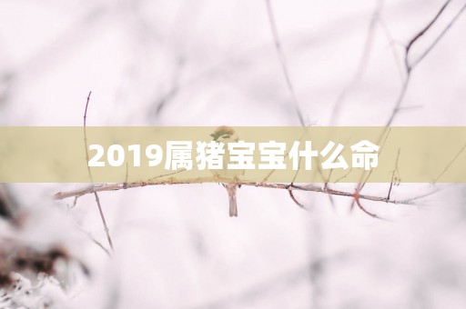 2019属猪宝宝什么命