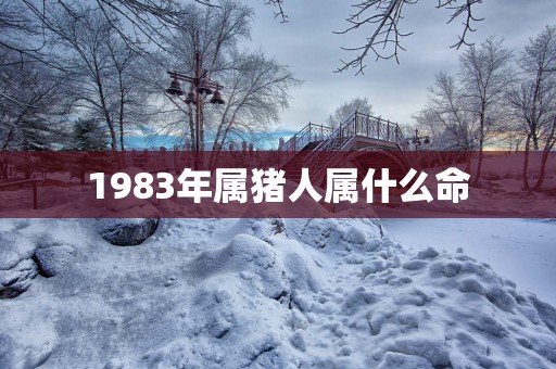 1983年属猪人属什么命
