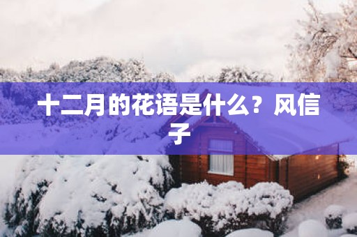 十二月的花语是什么？风信子