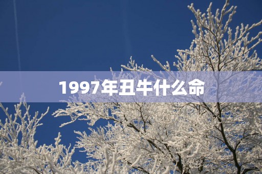 1997年丑牛什么命