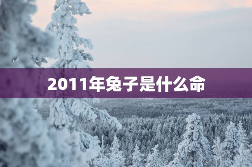 2011年兔子是什么命