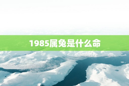 1985属兔是什么命