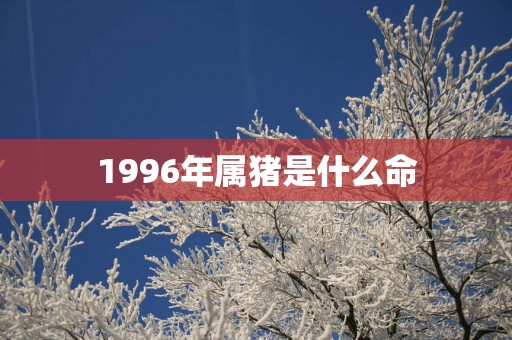 1996年属猪是什么命
