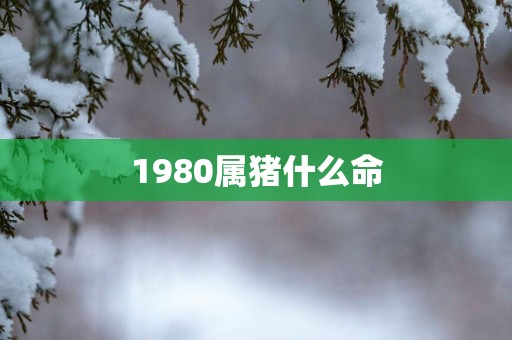 1980属猪什么命