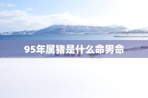 95年属猪是什么命男命