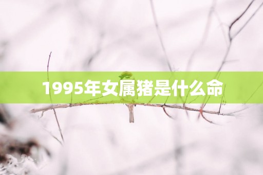 1995年女属猪是什么命