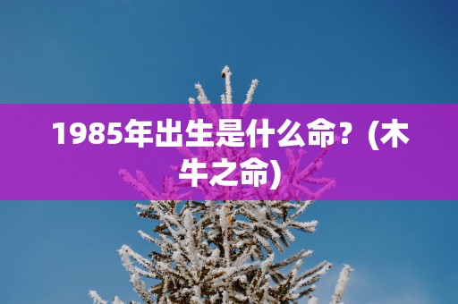 1985年出生是什么命？(木牛之命)