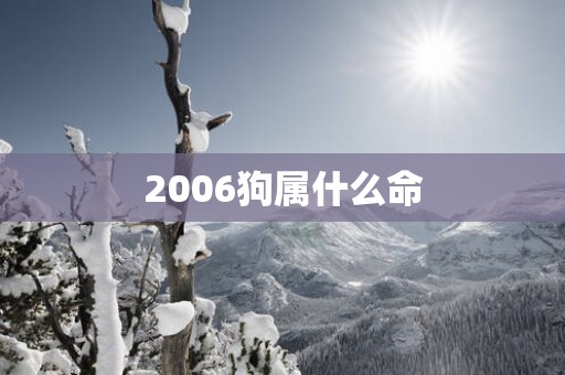 2006狗属什么命