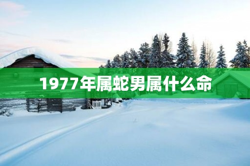 1977年属蛇男属什么命