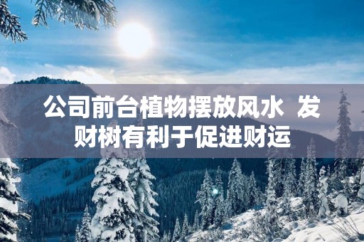 公司前台植物摆放风水  发财树有利于促进财运
