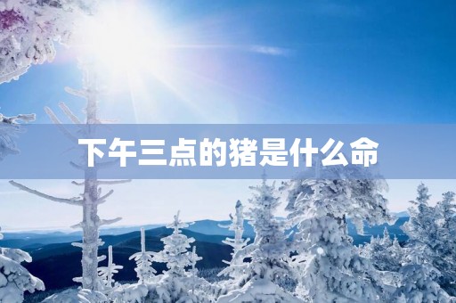 下午三点的猪是什么命