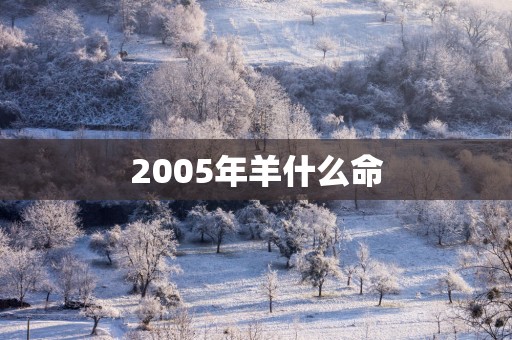2005年羊什么命
