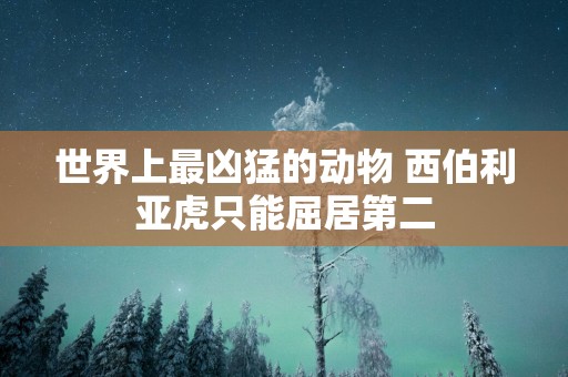 世界上最凶猛的动物 西伯利亚虎只能屈居第二