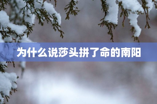 为什么说莎头拼了命的南阳