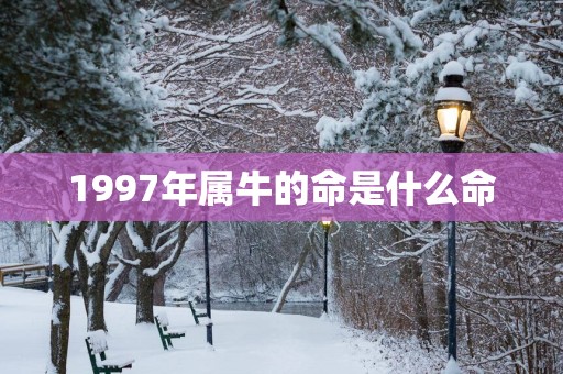 1997年属牛的命是什么命
