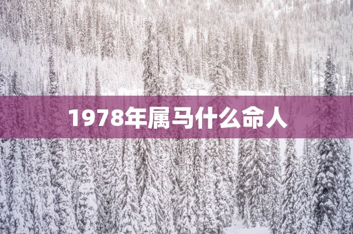 1978年属马什么命人