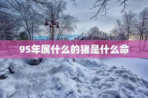 95年属什么的猪是什么命
