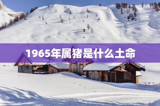 1965年属猪是什么土命