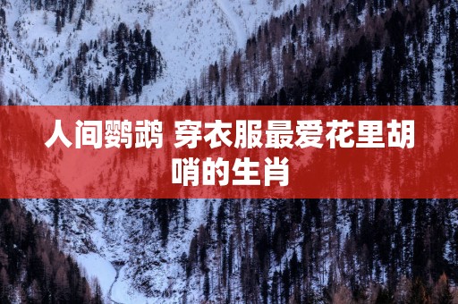 人间鹦鹉 穿衣服最爱花里胡哨的生肖