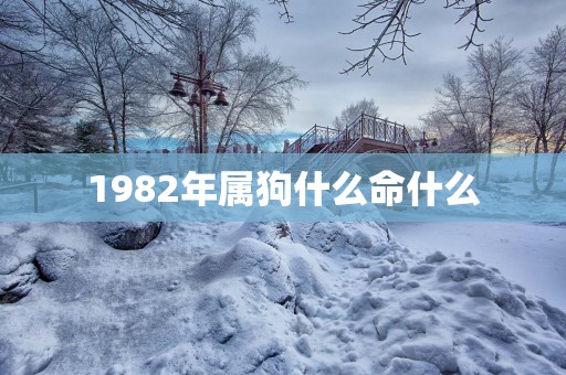 1982年属狗什么命什么