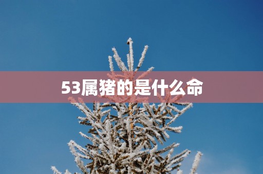 53属猪的是什么命